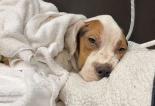 Illustration de l'article : De l'enfer au paradis : le parcours inspirant d'Annie, une chienne rescapée des griffes de la maltraitance