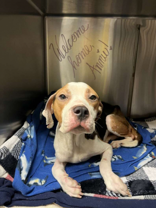 Illustration de l'article : De l'enfer au paradis : le parcours inspirant d'Annie, une chienne rescapée des griffes de la maltraitance