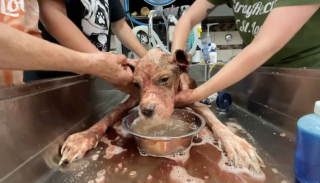 Illustration de l'article : De l'enfer au paradis : le parcours inspirant d'Annie, une chienne rescapée des griffes de la maltraitance