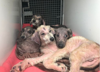 Illustration de l'article : Abandonnés au bord d’une rivière dans un sac plastique et laissés pour morts, ces 4 adorables chiots s’accrochent à la vie