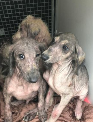 Illustration de l'article : Abandonnés au bord d’une rivière dans un sac plastique et laissés pour morts, ces 4 adorables chiots s’accrochent à la vie