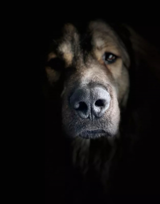 Illustration de l'article : 16 photos de chiens qui pratiquent l'art de la pose à la perfection