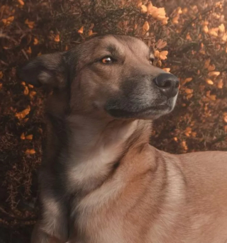 Illustration de l'article : 16 photos de chiens qui pratiquent l'art de la pose à la perfection