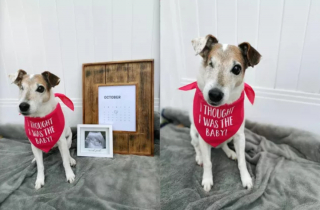 Illustration de l'article : 16 photos de chiens qui pratiquent l'art de la pose à la perfection