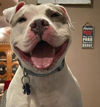 Illustration de l'article : 16 photos de chiens qui pratiquent l'art de la pose à la perfection