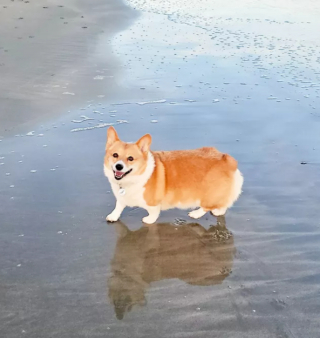 Illustration de l'article : 16 photos de chiens qui pratiquent l'art de la pose à la perfection