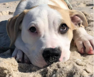 Illustration de l'article : 16 photos de chiens qui pratiquent l'art de la pose à la perfection