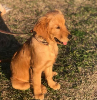 Illustration de l'article : 16 photos de chiens qui pratiquent l'art de la pose à la perfection