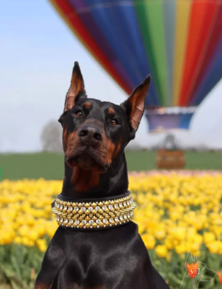 Illustration de l'article : 16 photos de chiens qui pratiquent l'art de la pose à la perfection