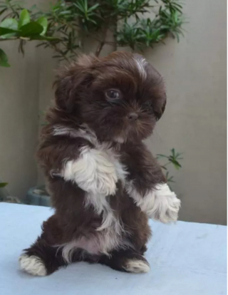 Illustration de l'article : 16 photos de chiens qui pratiquent l'art de la pose à la perfection