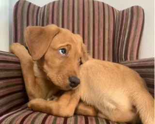 Illustration de l'article : 16 photos de chiens qui pratiquent l'art de la pose à la perfection