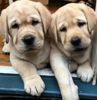 Illustration de l'article : 16 photos de chiens qui pratiquent l'art de la pose à la perfection