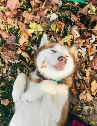 Illustration de l'article : 16 photos de chiens qui pratiquent l'art de la pose à la perfection