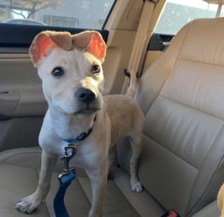 Illustration de l'article : 9 photos de chiens que Dame Nature a dotés de traits physiques hors normes