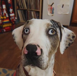 Illustration de l'article : 9 photos de chiens que Dame Nature a dotés de traits physiques hors normes