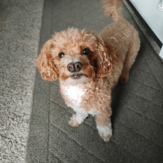 Illustration de l'article : 9 photos de chiens que Dame Nature a dotés de traits physiques hors normes