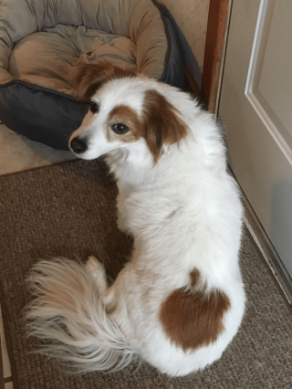 Illustration de l'article : 9 photos de chiens que Dame Nature a dotés de traits physiques hors normes