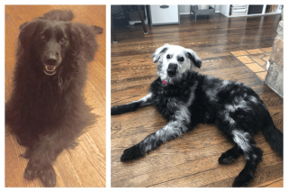 Illustration de l'article : 9 photos de chiens que Dame Nature a dotés de traits physiques hors normes