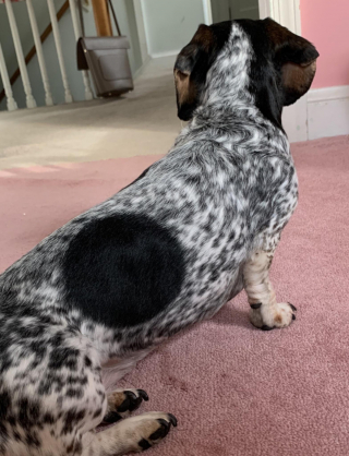 Illustration de l'article : 9 photos de chiens que Dame Nature a dotés de traits physiques hors normes