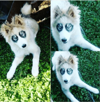 Illustration de l'article : 9 photos de chiens que Dame Nature a dotés de traits physiques hors normes