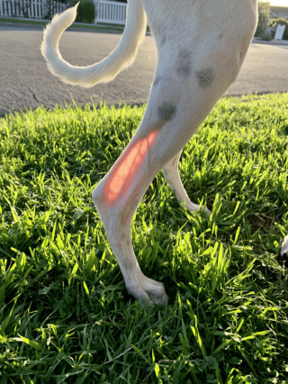 Illustration de l'article : 9 photos de chiens que Dame Nature a dotés de traits physiques hors normes