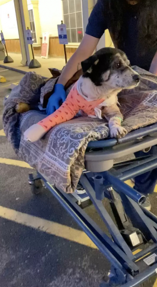 Illustration de l'article : Après avoir été sauvé par un couple de bienfaiteurs, ce chien est tout excité de retrouver son meilleur ami en sortant de son hospitalisation