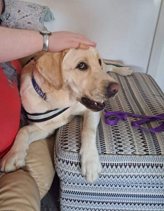 Illustration de l'article : Véritable miracle, un chien d’assistance permet à une mère et à sa fille de retrouver une vie heureuse là où tous les médecins avaient échoué 