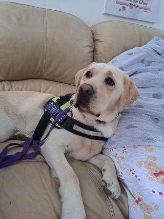 Illustration de l'article : Véritable miracle, un chien d’assistance permet à une mère et à sa fille de retrouver une vie heureuse là où tous les médecins avaient échoué 