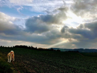 Illustration de l'article : 20 photos des plus beaux sites visités par Aiyuki, Akita Inu passionné de randonnée