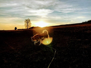 Illustration de l'article : 20 photos des plus beaux sites visités par Aiyuki, Akita Inu passionné de randonnée