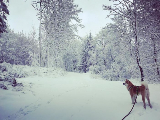 Illustration de l'article : 20 photos des plus beaux sites visités par Aiyuki, Akita Inu passionné de randonnée