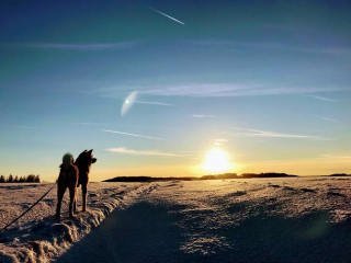 Illustration de l'article : 20 photos des plus beaux sites visités par Aiyuki, Akita Inu passionné de randonnée