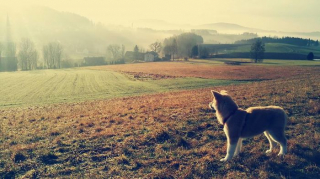 Illustration de l'article : 20 photos des plus beaux sites visités par Aiyuki, Akita Inu passionné de randonnée