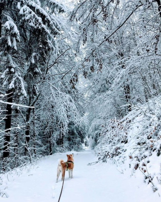 Illustration de l'article : 20 photos des plus beaux sites visités par Aiyuki, Akita Inu passionné de randonnée