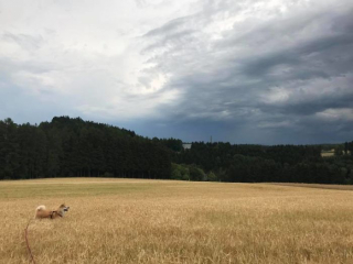 Illustration de l'article : 20 photos des plus beaux sites visités par Aiyuki, Akita Inu passionné de randonnée