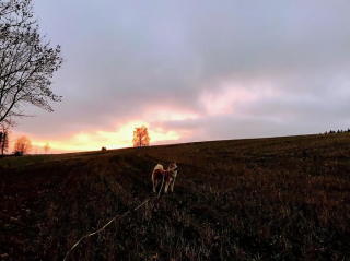 Illustration de l'article : 20 photos des plus beaux sites visités par Aiyuki, Akita Inu passionné de randonnée