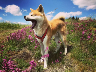 Illustration de l'article : 20 photos des plus beaux sites visités par Aiyuki, Akita Inu passionné de randonnée