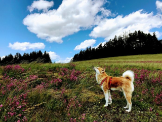 Illustration de l'article : 20 photos des plus beaux sites visités par Aiyuki, Akita Inu passionné de randonnée