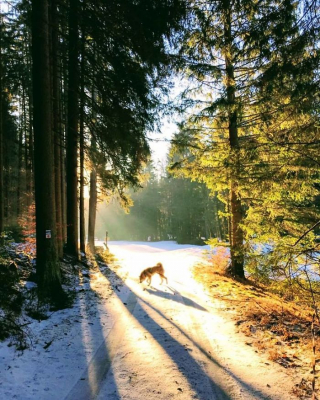 Illustration de l'article : 20 photos des plus beaux sites visités par Aiyuki, Akita Inu passionné de randonnée