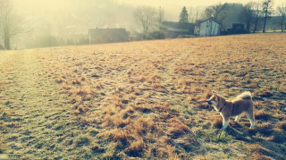 Illustration de l'article : 20 photos des plus beaux sites visités par Aiyuki, Akita Inu passionné de randonnée