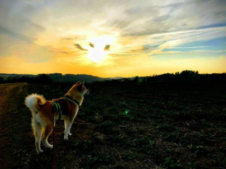 Illustration de l'article : 20 photos des plus beaux sites visités par Aiyuki, Akita Inu passionné de randonnée