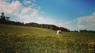Illustration de l'article : 20 photos des plus beaux sites visités par Aiyuki, Akita Inu passionné de randonnée