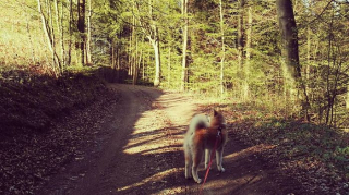 Illustration de l'article : 20 photos des plus beaux sites visités par Aiyuki, Akita Inu passionné de randonnée