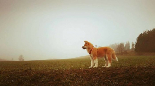 Illustration de l'article : 20 photos des plus beaux sites visités par Aiyuki, Akita Inu passionné de randonnée