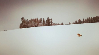 Illustration de l'article : 20 photos des plus beaux sites visités par Aiyuki, Akita Inu passionné de randonnée