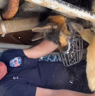 Illustration de l'article : Effrayé par une tempête, ce chiot se réfugie sous le camion de son maître et reste coincé sous le châssis jusqu’à l’intervention des pompiers