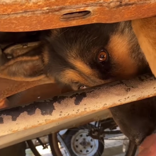 Illustration de l'article : Effrayé par une tempête, ce chiot se réfugie sous le camion de son maître et reste coincé sous le châssis jusqu’à l’intervention des pompiers
