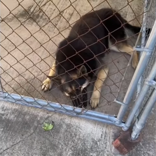 Illustration de l'article : Effrayé par une tempête, ce chiot se réfugie sous le camion de son maître et reste coincé sous le châssis jusqu’à l’intervention des pompiers