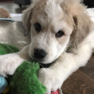 Illustration de l'article : Abandonnés dans les bois, 6 chiots sont sauvés d’une mort certaine et retrouvent goût à la vie