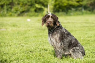 Illustration de l'article : Griffon Korthals